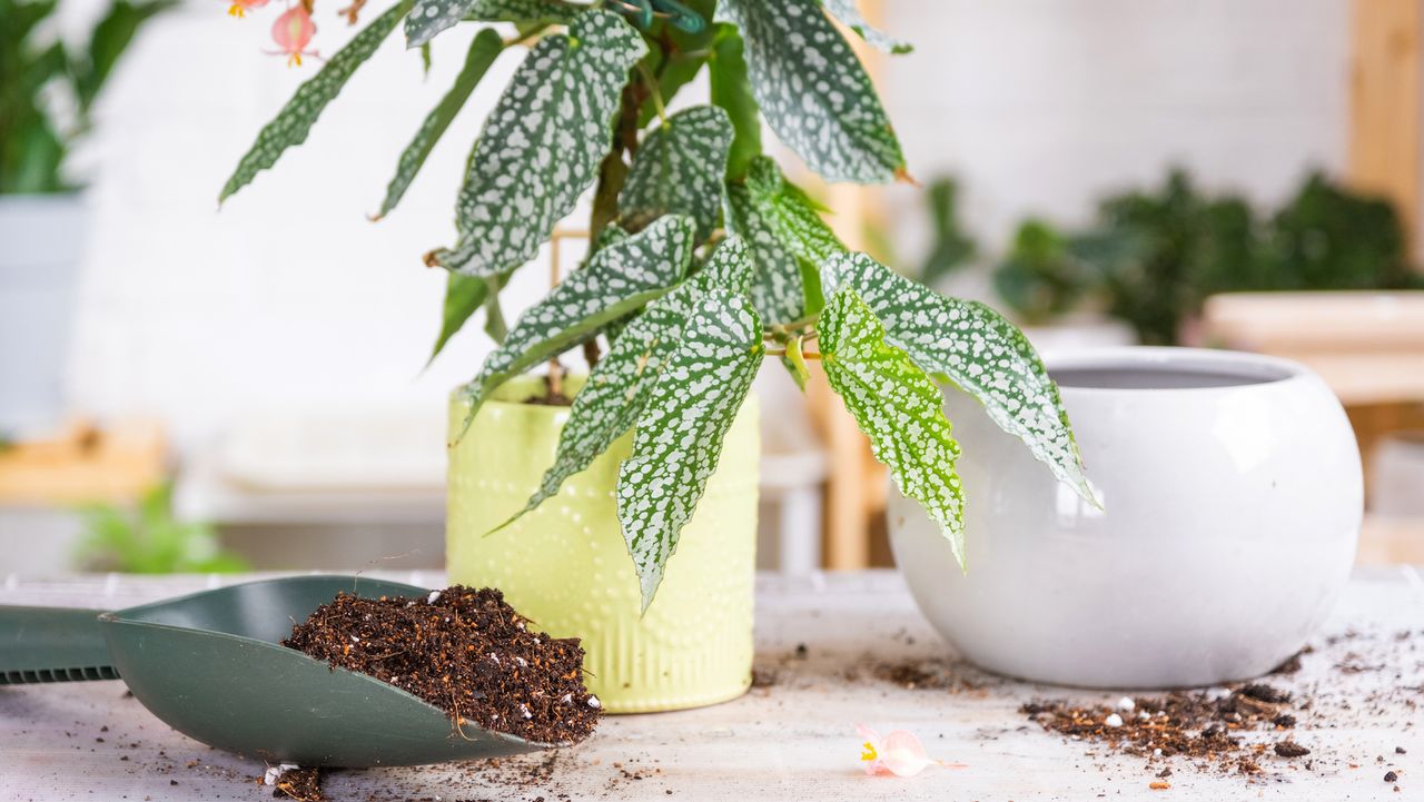 A houseplant in a yellow pot, with a small green scoop filled with brown fertilizer next to it and a round white empty plant pot