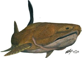 Life restoraion of Entelognathus, an old armoured fish that rewrites the history of human jaw bones.