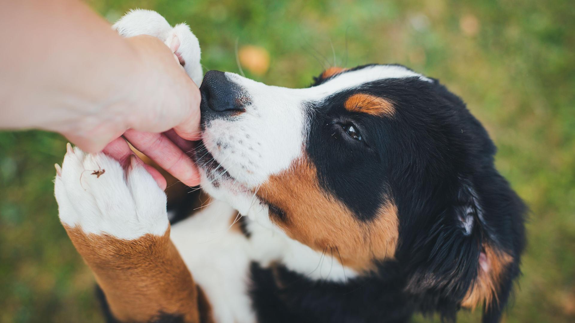 Puppy eating treats from owner's hand