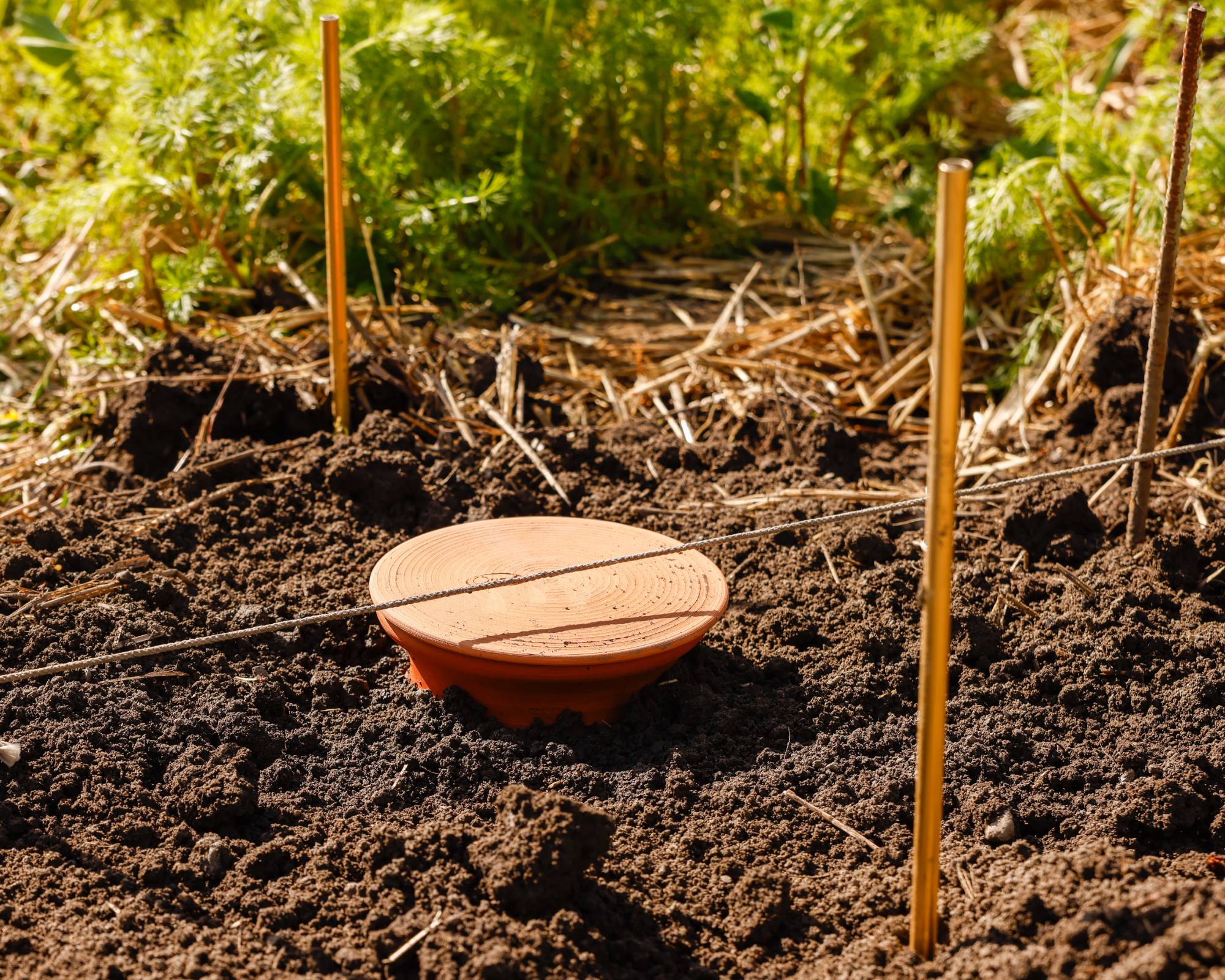 Olla pot buried in garden