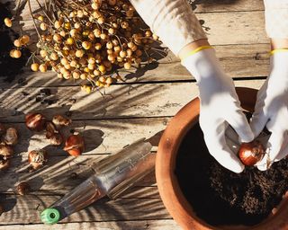 Hands in gloves plant a hyacinth bulb in a ceramic flower pot on wooden table.