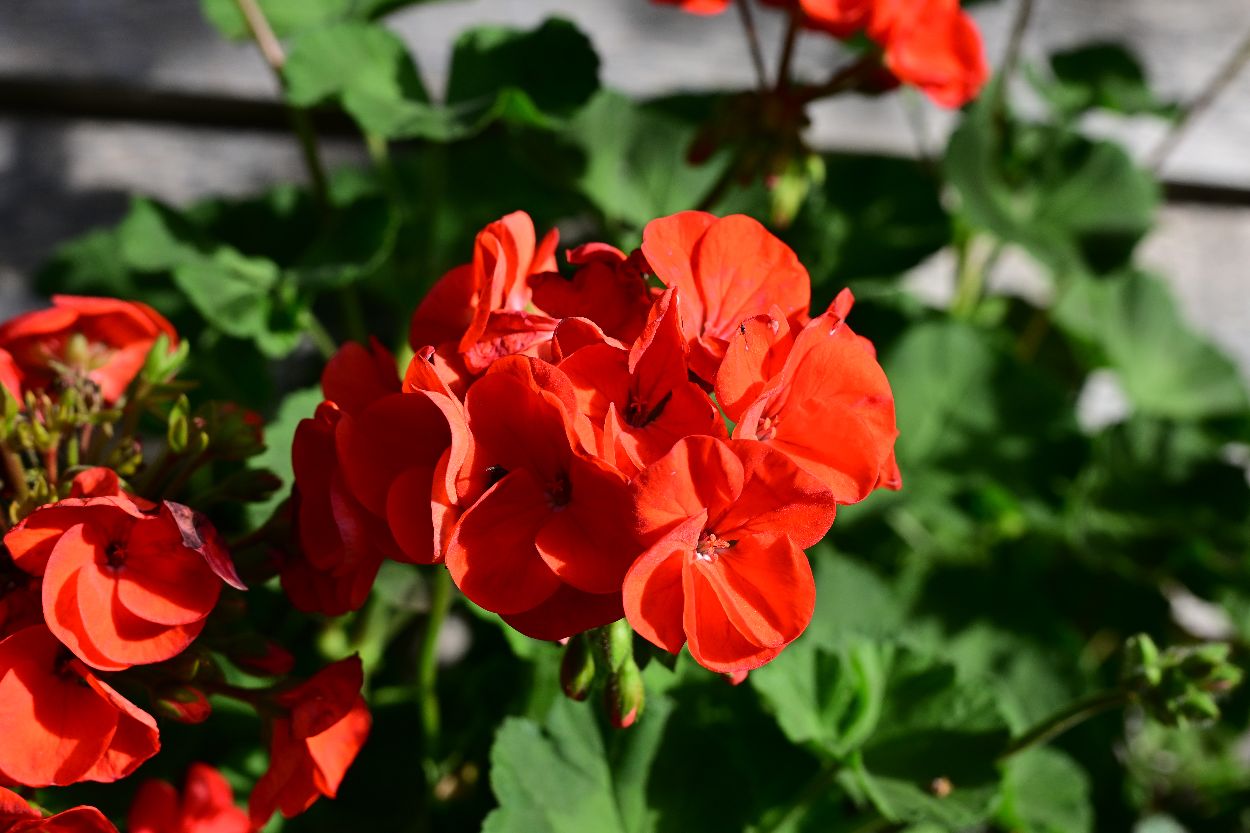 A vivid color photo of a red flower taken on the Nikon Z50II