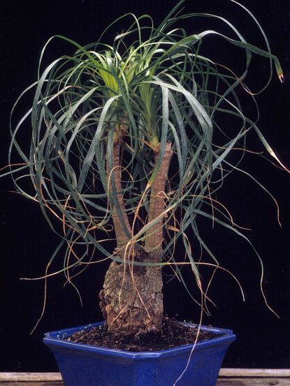 Potted Bonsai Ponytail Palm With Stringy Foliage