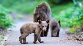 Cinnamon colored black bear with two cubs on trail