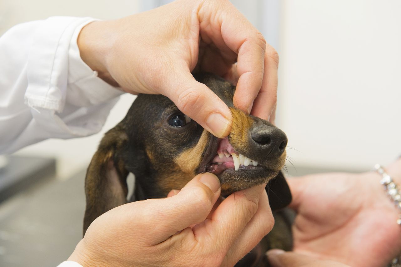 We can learn a lot about human disease through canine DNA.