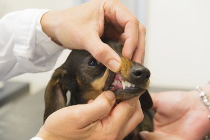 We can learn a lot about human disease through canine DNA.