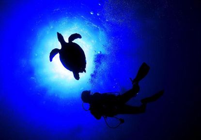 A sea turtle and diver in Turkey.