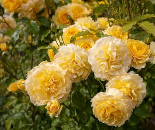 Rose bush with yellow blooms