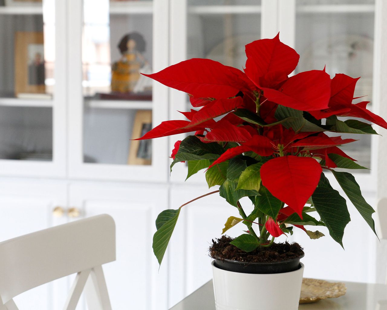 why-are-my-poinsettia-s-leaves-falling-off-gardeningetc