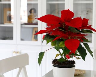 red poinsettia in a pot on a dining table