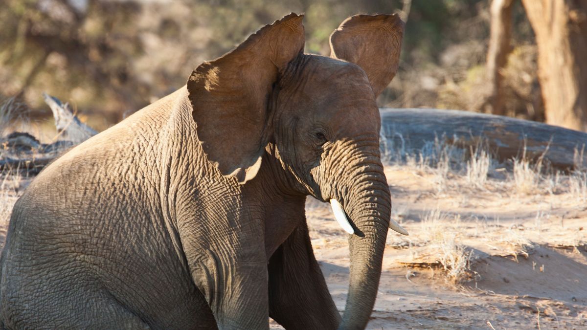 Why do elephants have big ears?