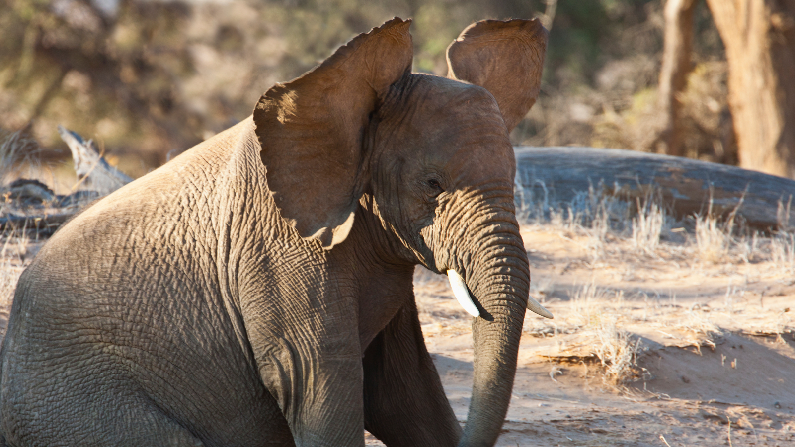 Why do elephants have big ears?