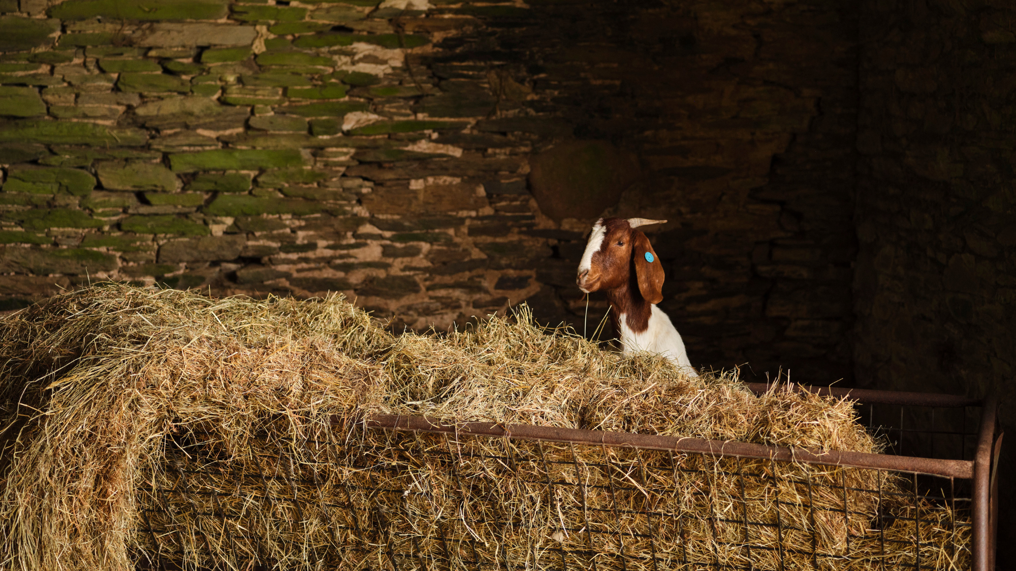 A goat standing in a barn with hay