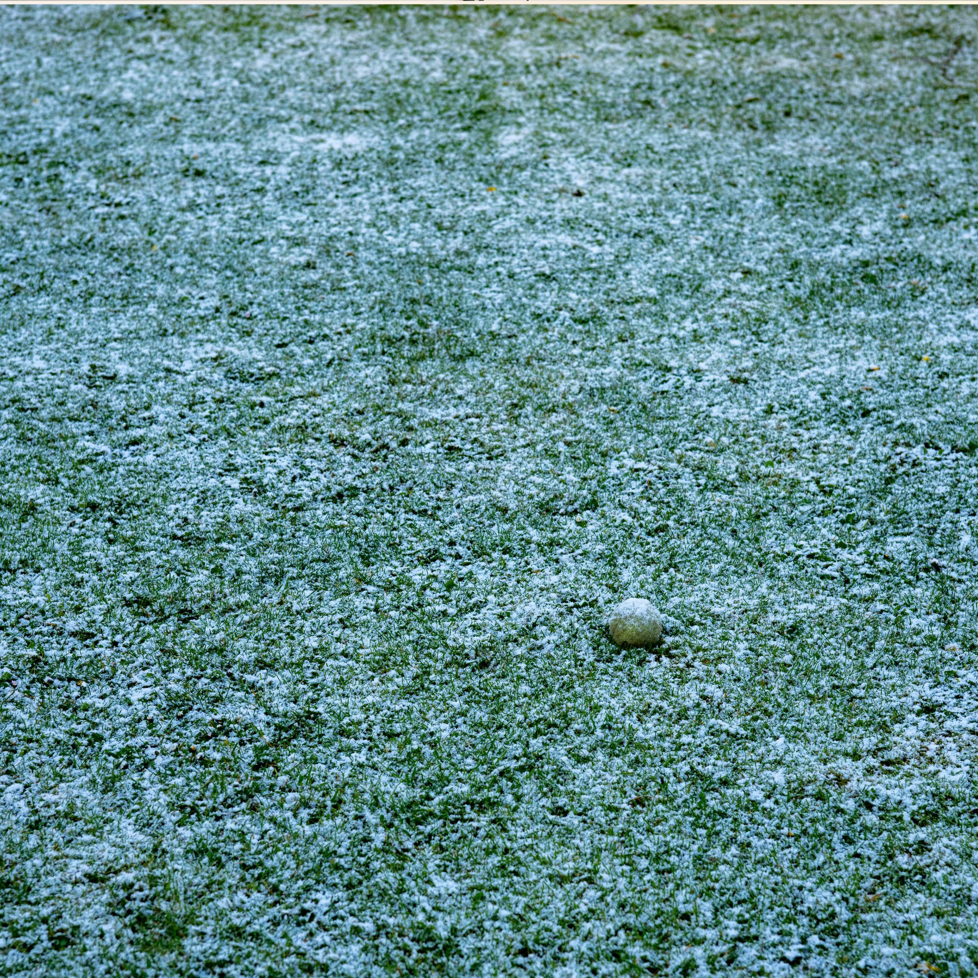 A light dusting of snow on a lawn in a suburban back garden in England.