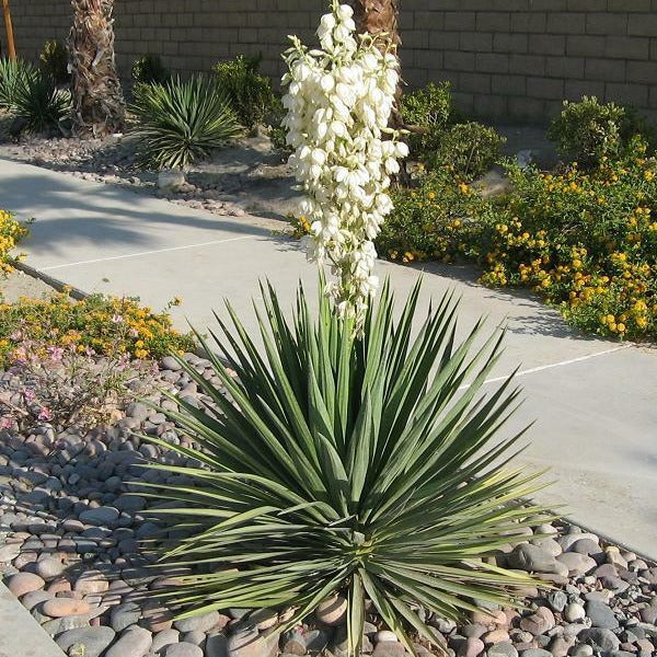 Yucca Excalibur - 2 Gallon Pot