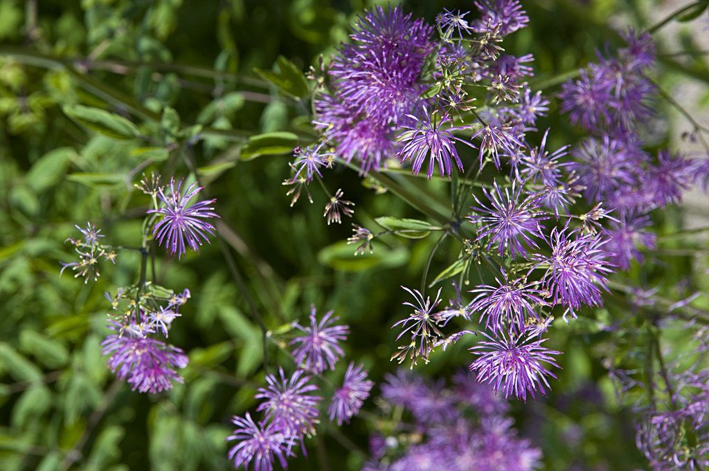 Thalictrum Meadow Rue Plant