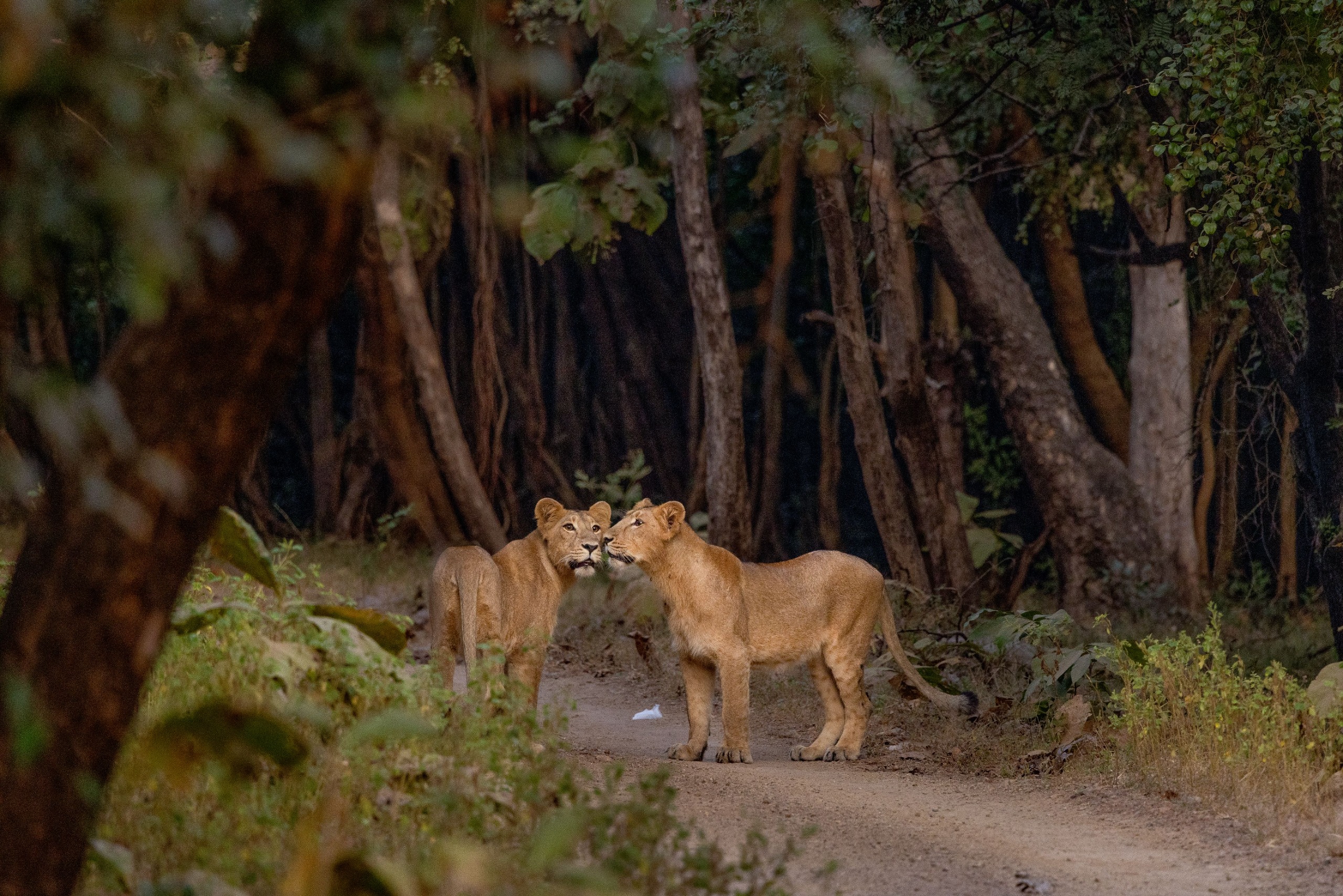 two lions standing on a track with trees and foliage on either side