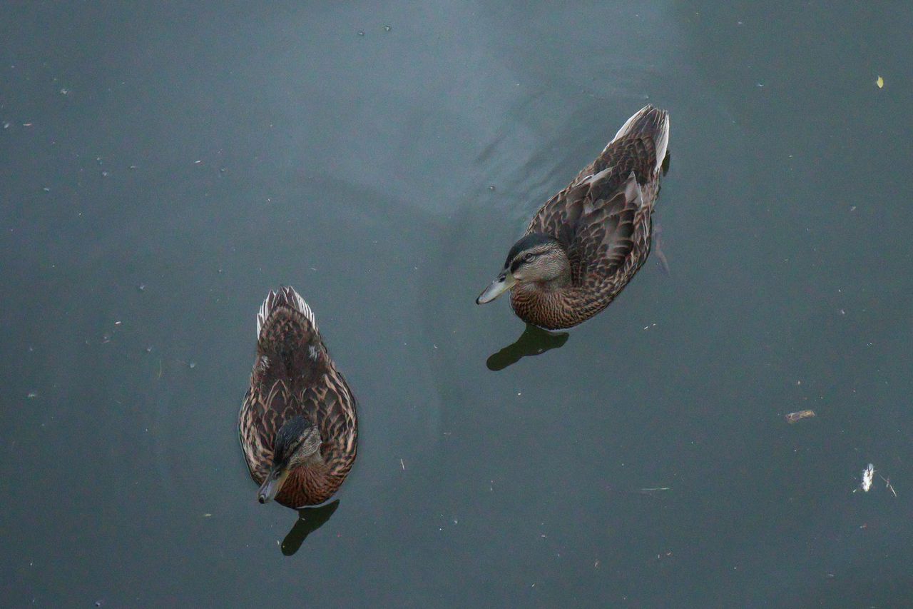 A photo of two ducks swimming taken on a Canon EOS R50 V mirrorless video camera