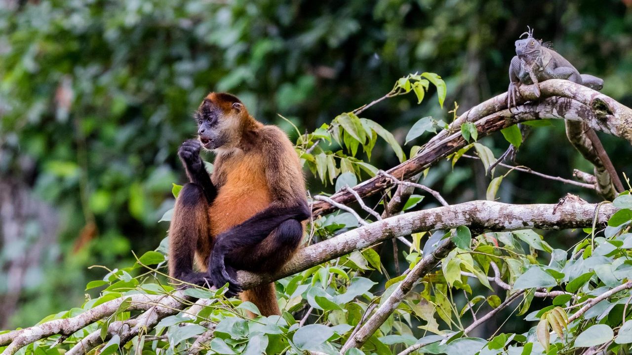 Golden mantled howler monkey and iguana in Tortuguero National Park 