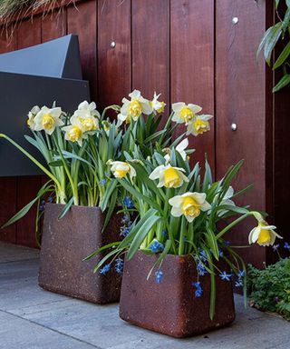 Double Pam narcissus in containers