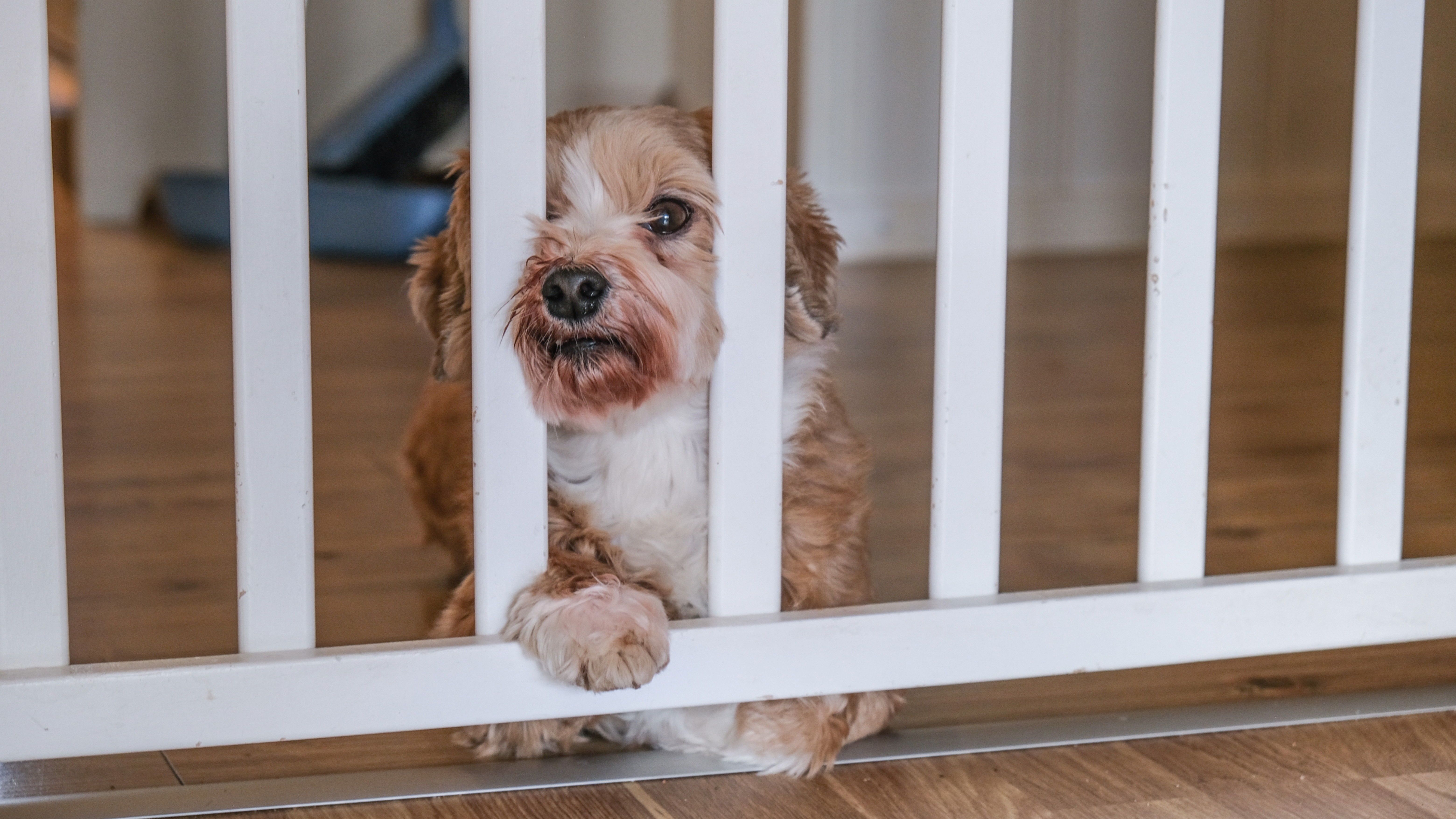 Dog looking through pet gate