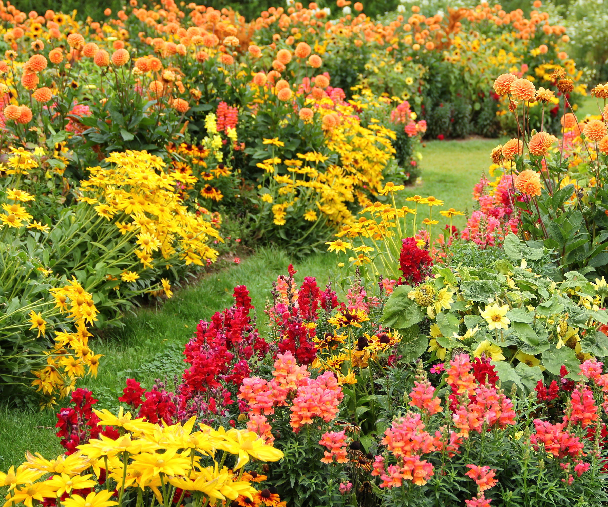 flower garden with vibrant borders and beds of orange, yellow, red and pink flowers