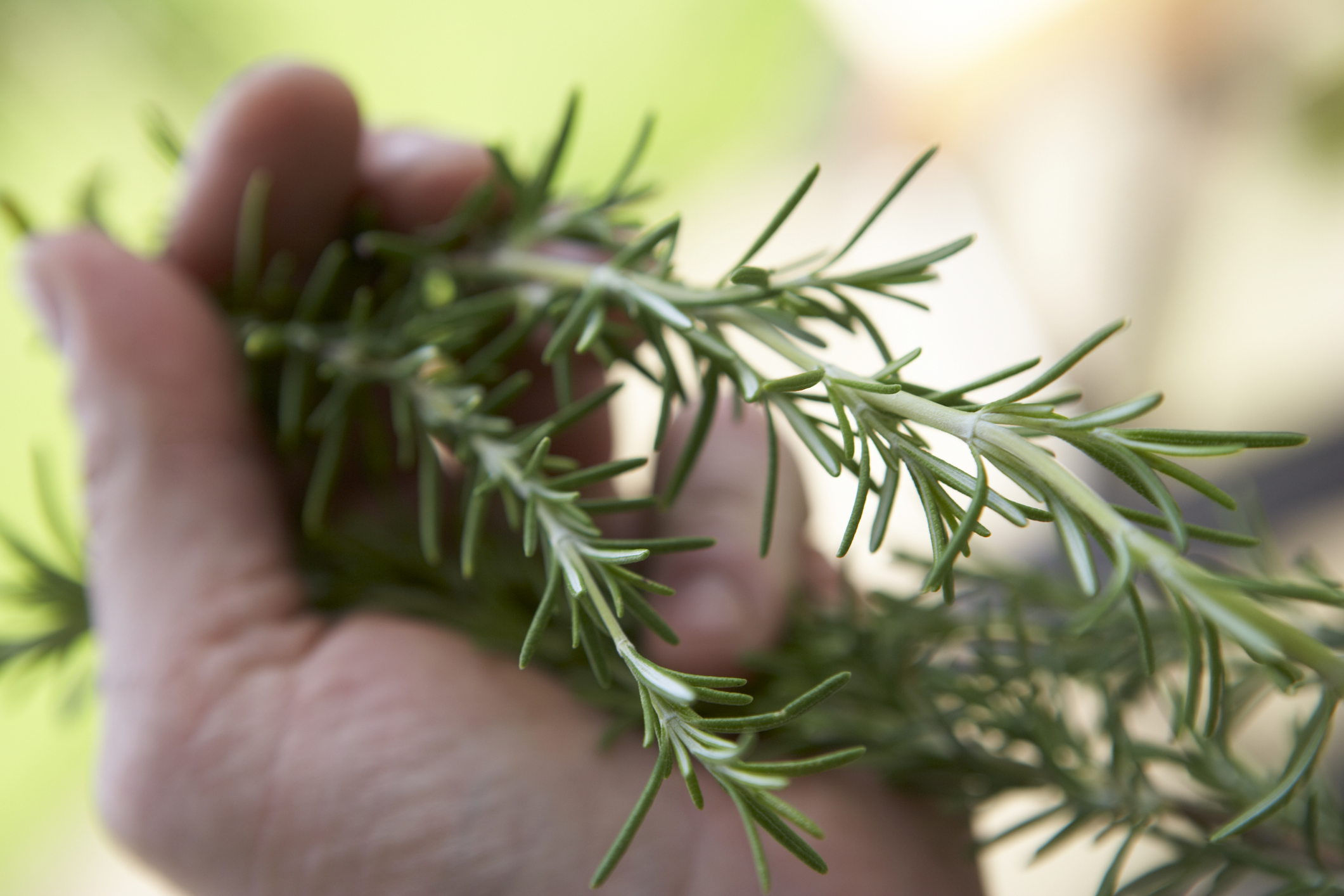 someone holding rosemary branches in one hand