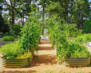 Vego Garden raised planters with arched trellis