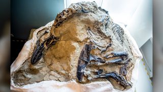 Some of the tyrannosaur's fossils are exposed in this chunk.