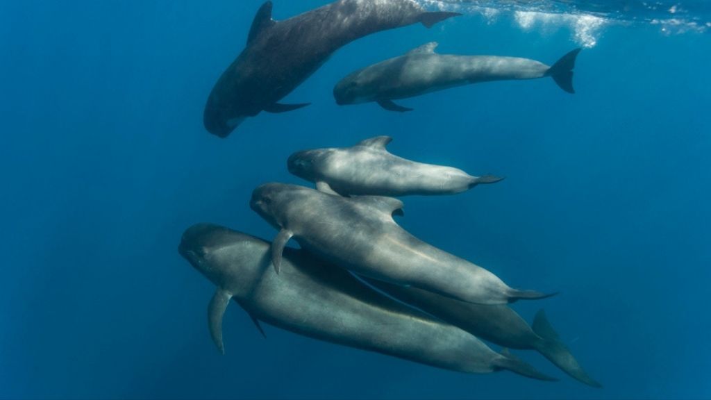 Several long-finned pilot whales swimming underwater