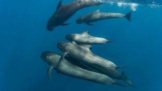Several long-finned pilot whales swimming underwater