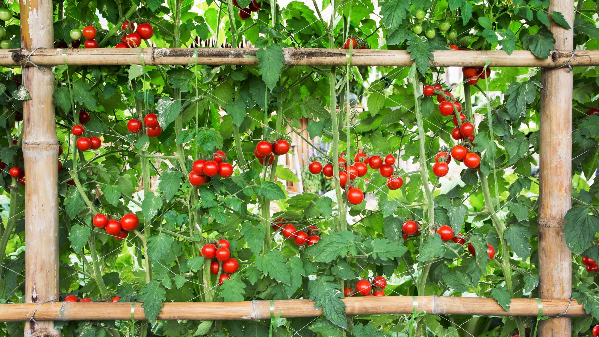Cherry tomatoes growing on a bamboo trellis