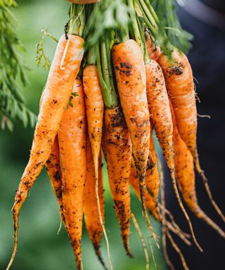 A handful of freshly harvested carrots