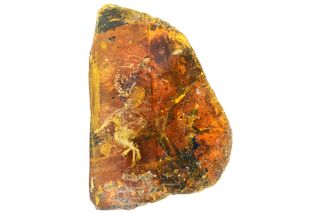 In a small lump of amber, a tiny, taloned foot is the most visible part of a hatchling that was entombed nearly 100 million years ago.