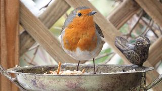 Robin