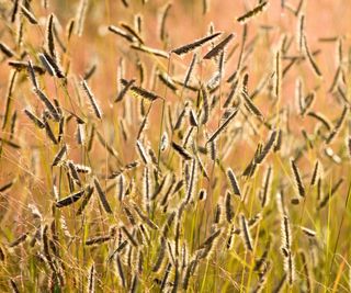 Blue grama grass, Bouteloua gracilis, with golden seed heads in the fall and winter