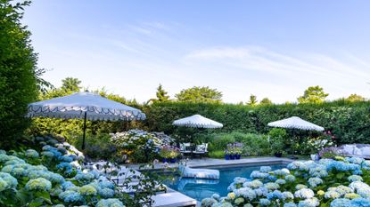 A swimming pool with blue hydrangeas all around 