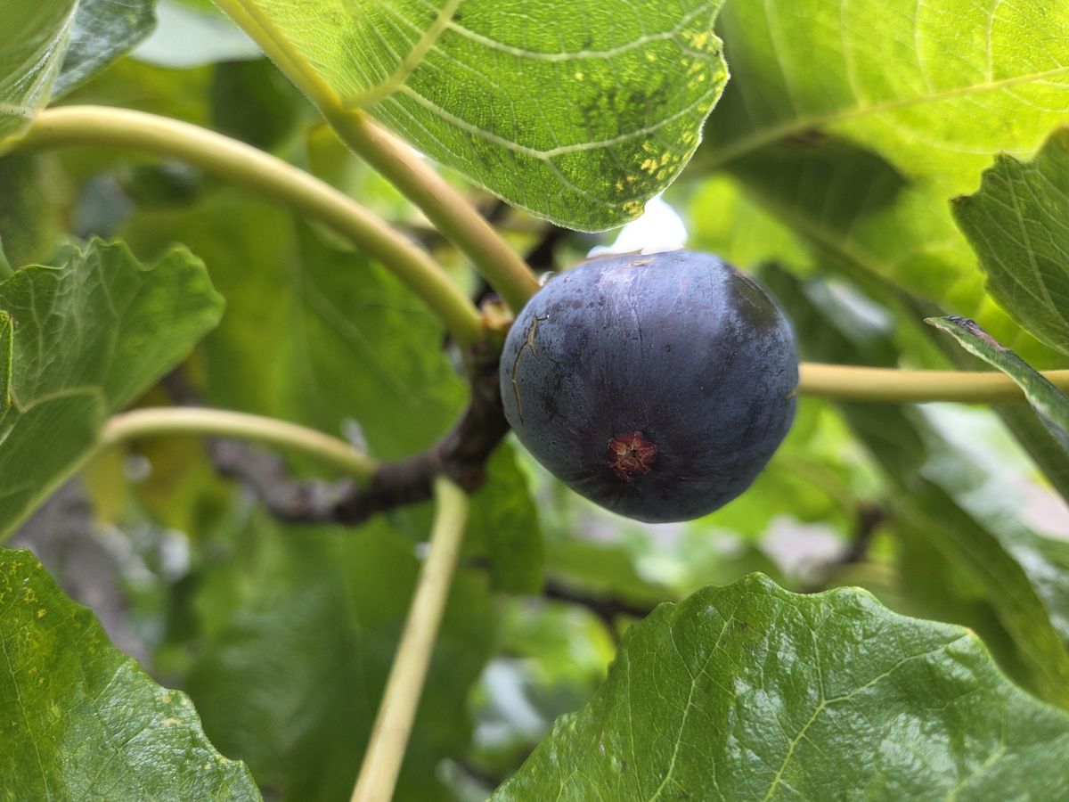 Fig shot by Galaxy S25 Plus