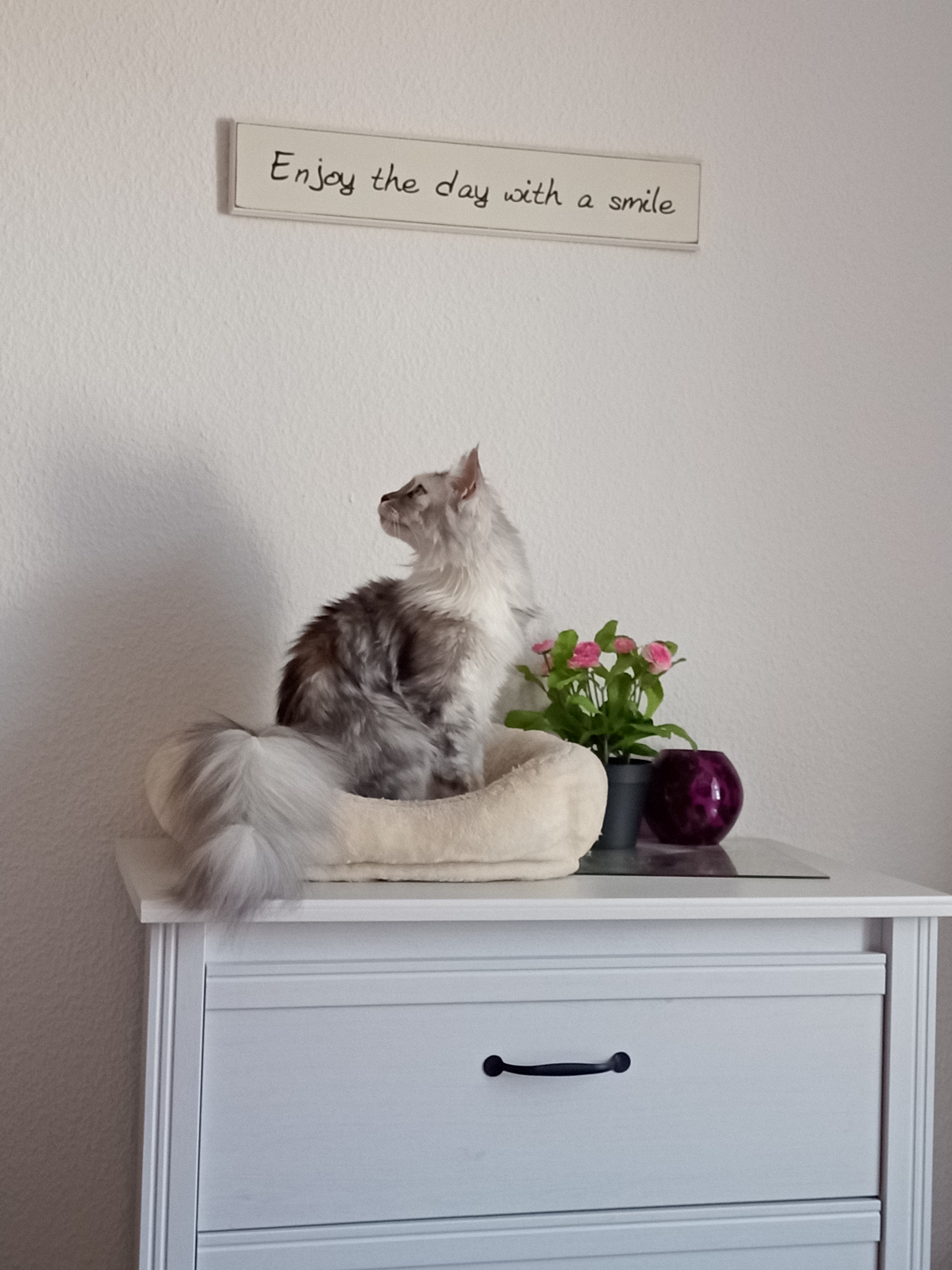 Wiko View 5 Katze