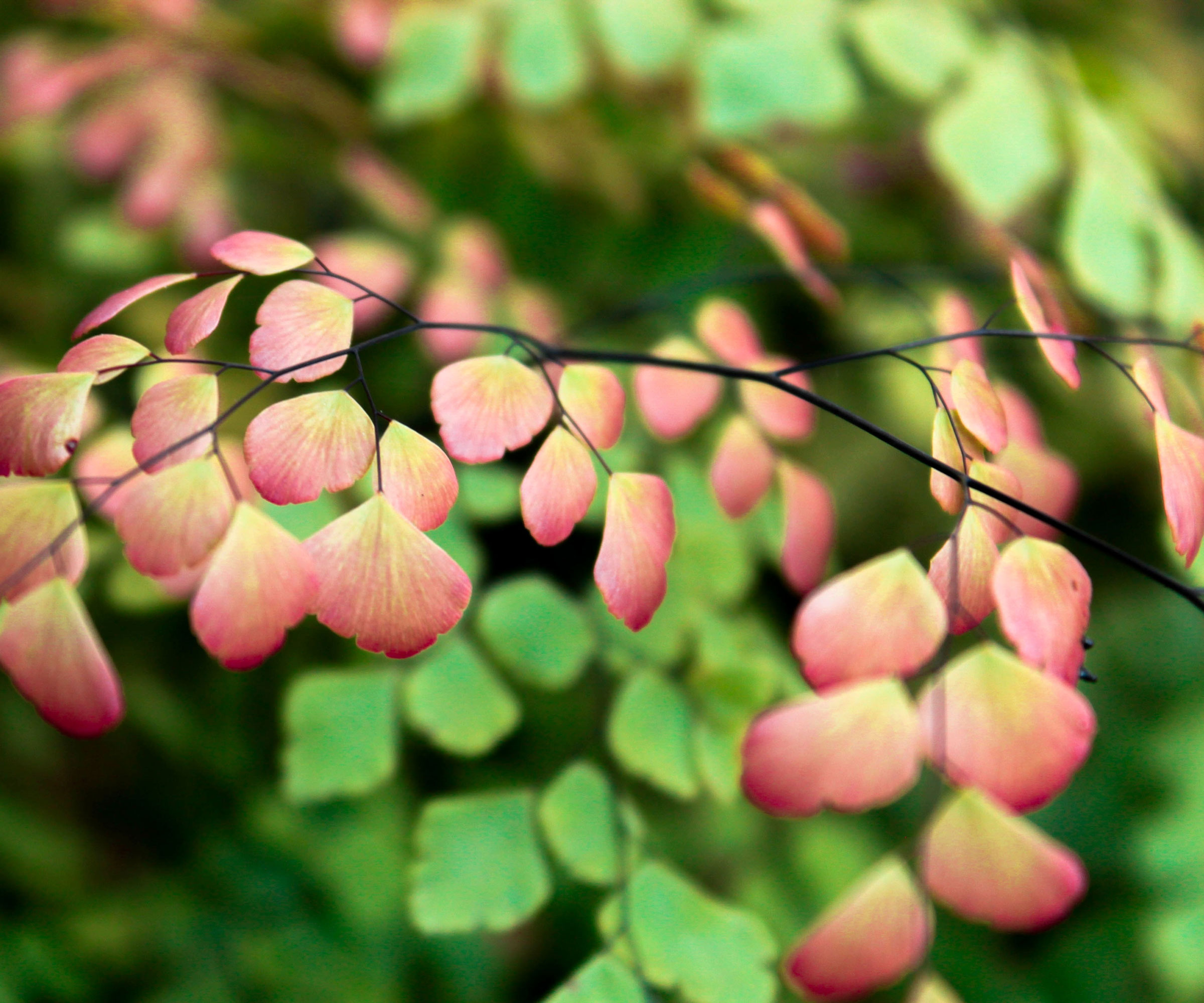 maidenhair fern with gold and green colors