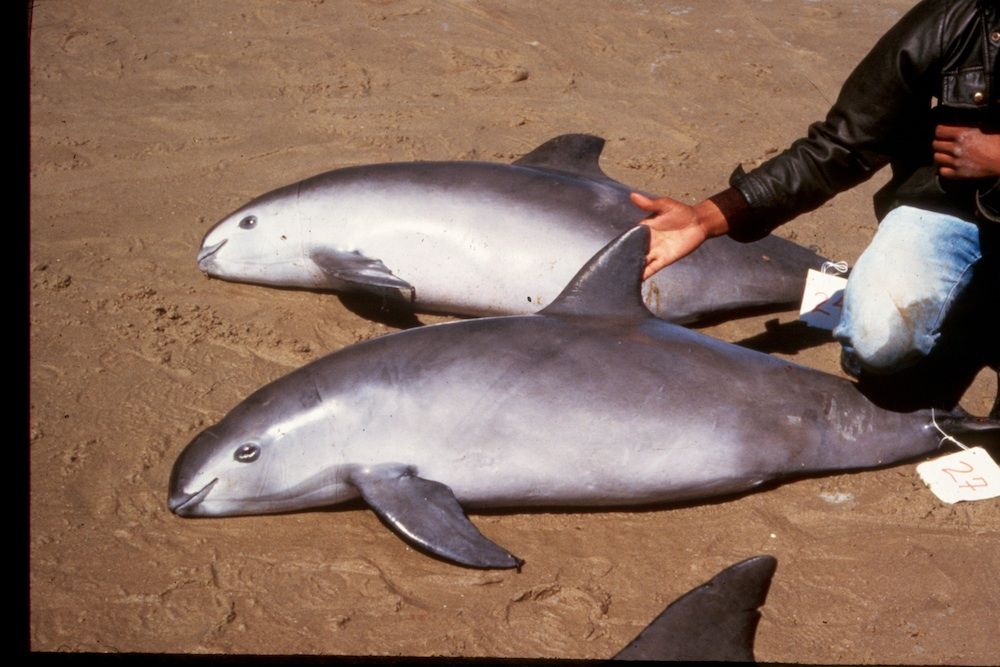 vaquita stuffed animal