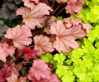 coral bells paprika showing mixed color leaves