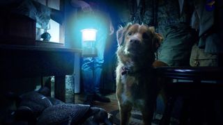 Indy in Ben Leonberg's haunted house horror Good Boy