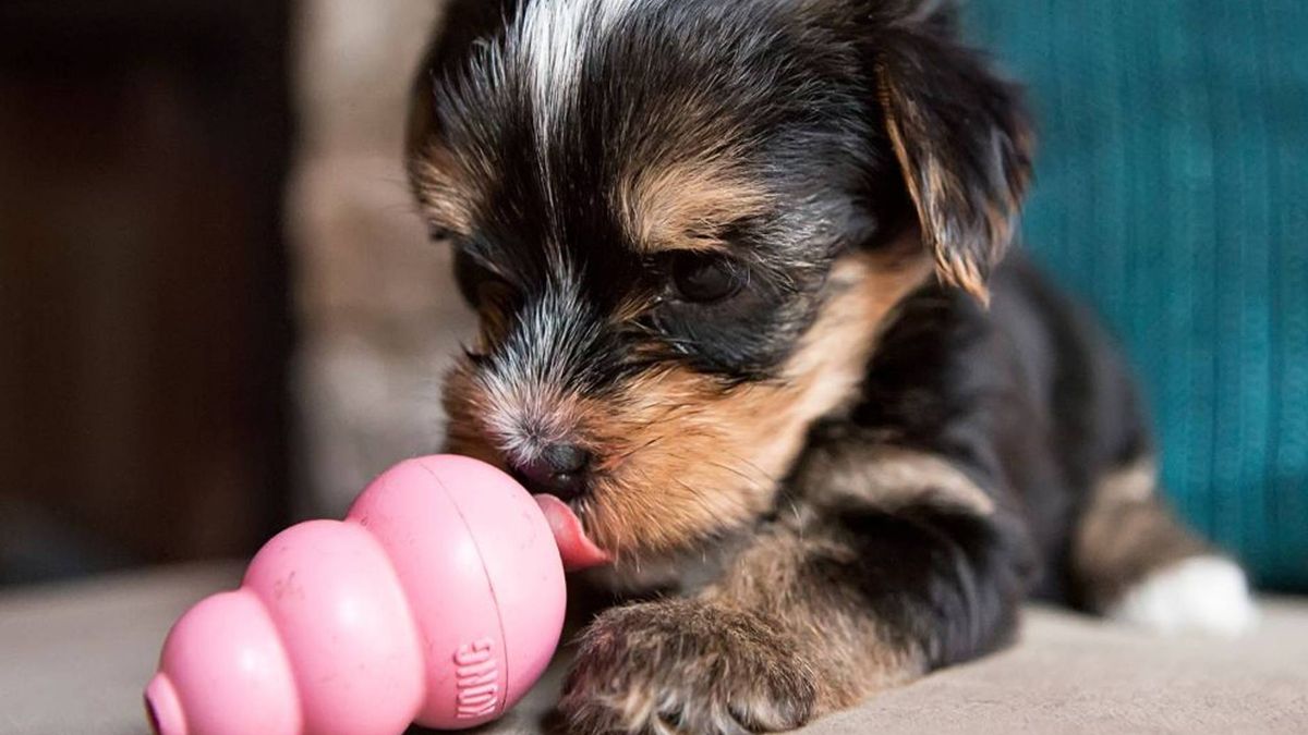 Try these 5 homemade puppy teething toys to soothe sore gums PetsRadar