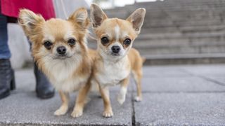 Long and smooth coated Chihuahuas