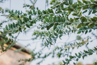 branches of eucalyptus tree leaf against blue sky