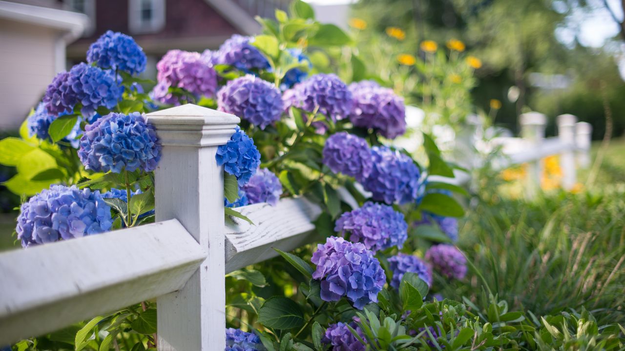 Blue &#039;BloomStruck&#039; hydrangea bush along a white fence