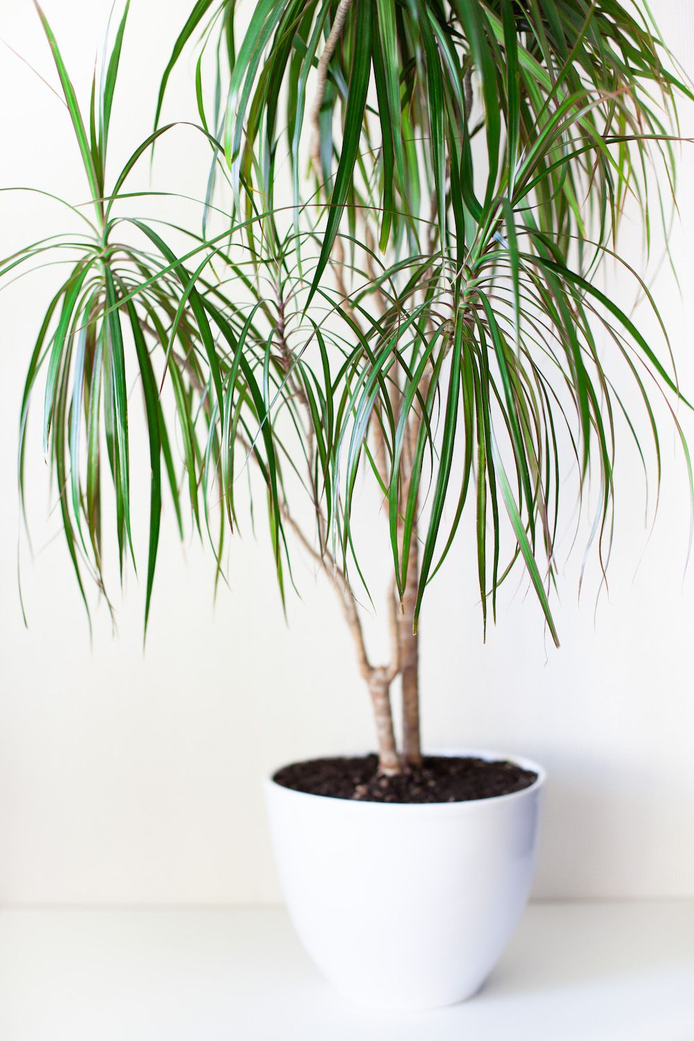 Dragon tree in a white pot