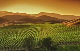 Vineyard in Pope Valley, a region of Napa Valley