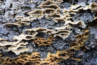 Viltrox AF 35mm F1.2 LAB lens sample gallery: close up of fungi on tree bark